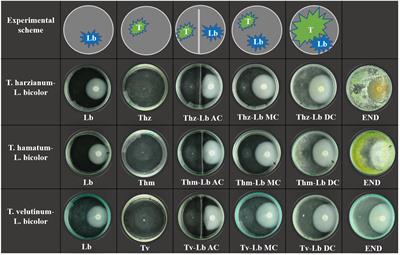 Trichoderma Species Differ in Their Volatile Profiles and in Antagonism Toward Ectomycorrhiza Laccaria bicolor